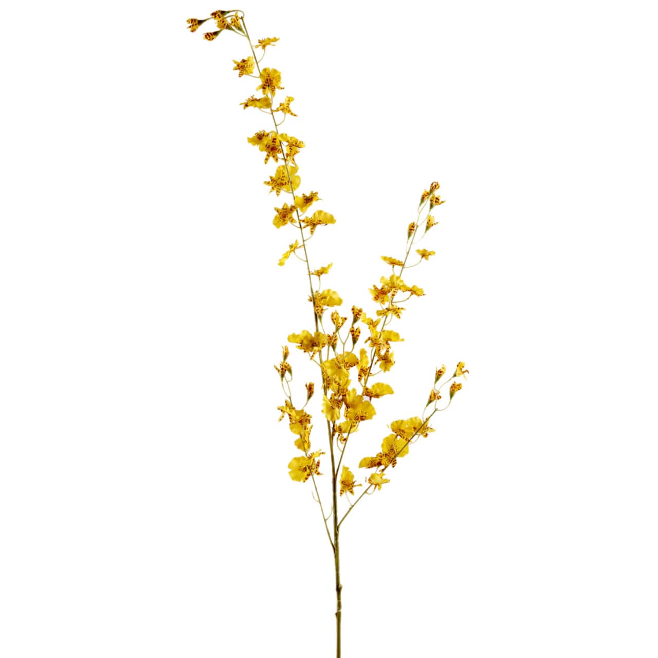 Yellow Dancing Orchid by Ashland®